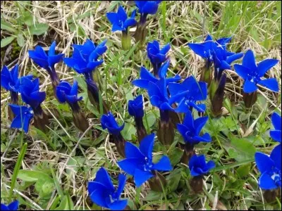 Complétez ce dicton évocateur du printemps : [...] le printemps et l'été ensemble".