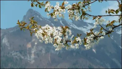 Complétez ce dicton évocateur du printemps : "Au printemps [...] se renouvelle".