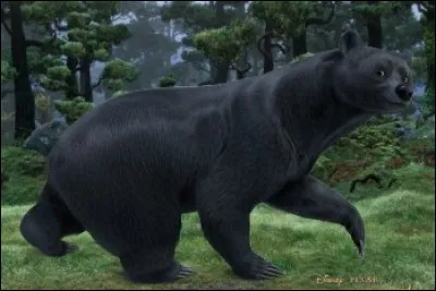 Dans quel dessin animé cet ours est-il ?