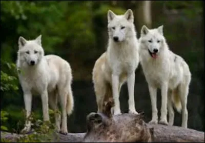 Quel est votre animal préféré ?