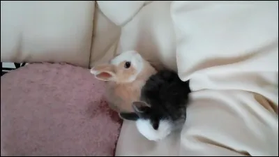 Lequel préfères-tu ?