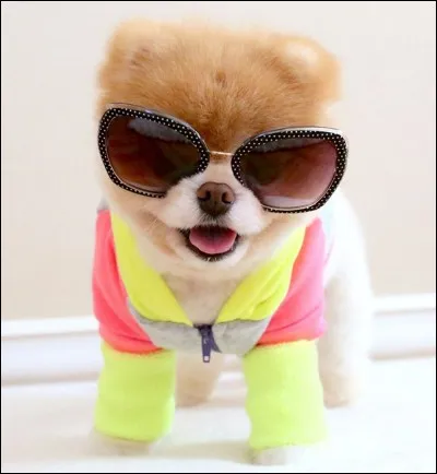 Quels sont ses animaux pr&eacute;f&eacute;r&eacute;s ?