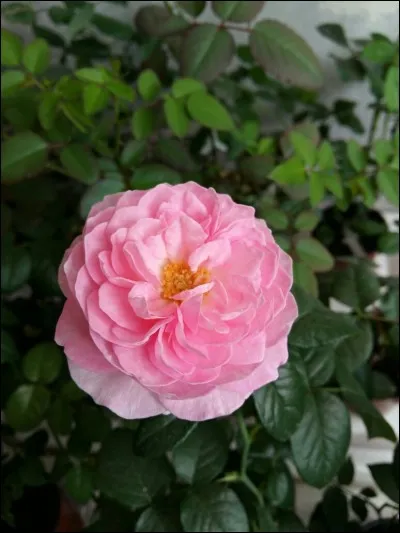 Inutile de vous demander quel était son nom de guerrier.
Combien a-t-il eu de compagnes ?