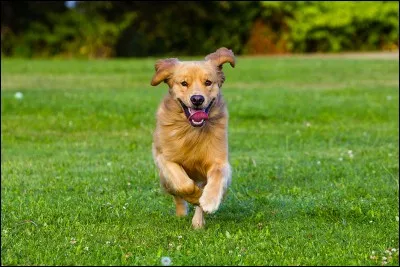 Votre chien doit-il être énergique ?