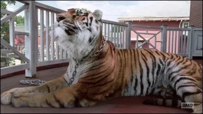 Comment s'appelle ce tigre ?