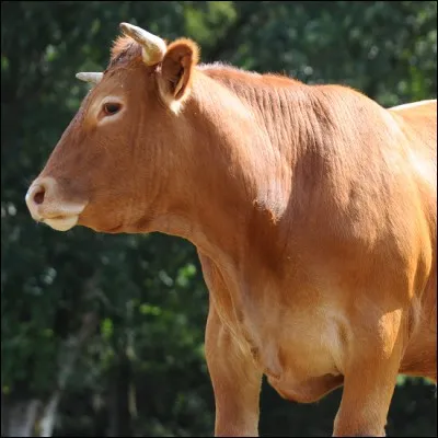 Quel est cet animal ?