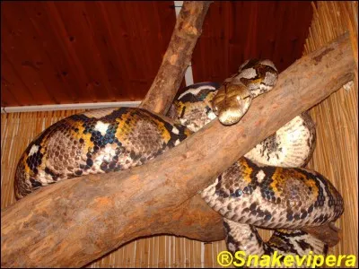 Les pythons de Seba sont craints par...
