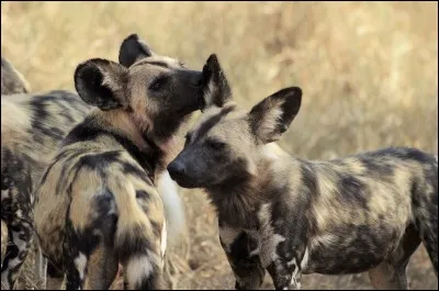 Quelle est la meute la plus organisée de la savane africaine ?