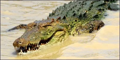 Les crocodiles du Nil sont-ils bien nourris ?