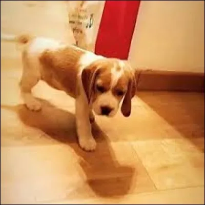 Comment s'appelle la chienne de Roxane ?