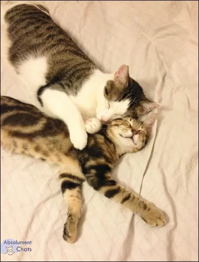 Aimes-tu faire et/ou qu'on te fasse des câlins ?