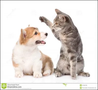 Es-tu plus chat ou chien ?