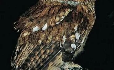 Quiz Rapaces