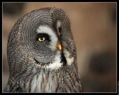 Quel est ce rapace ?