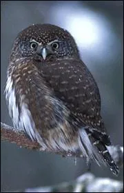 Quel est ce rapace ?