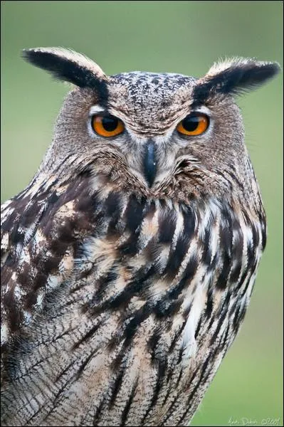 Quel est ce rapace ?