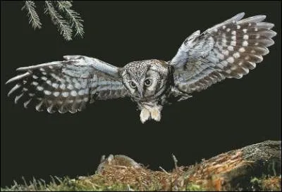 Quel est ce rapace ?