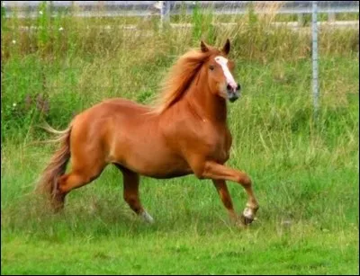 De quelle robe est ce cheval ?