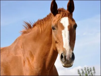 Comment s'appelle ce long trait qui se situe sur la tête du cheval ?