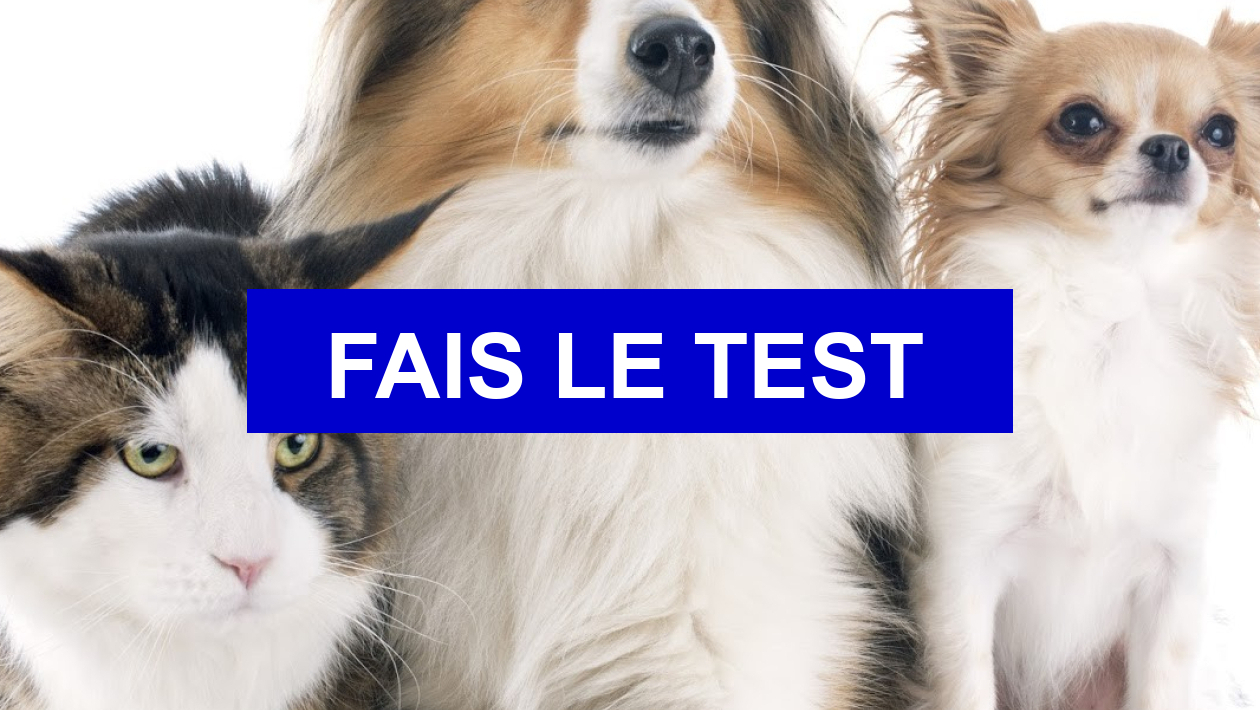 Test de personnalité Quel animal estu