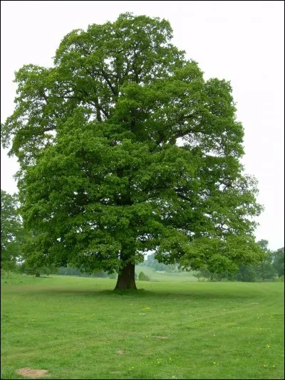 Quel est le nom de cet arbre ?