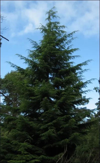 Quel est le nom de cet arbre ?