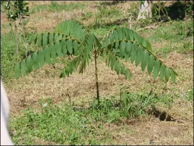 Quel est le nom de cet arbre ?