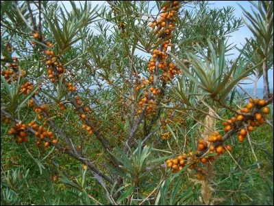 Quel est le nom de cet arbre ?