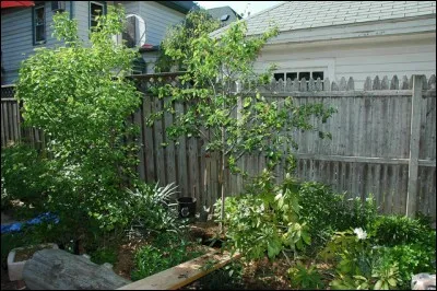 Quel est le nom de cet arbre ?