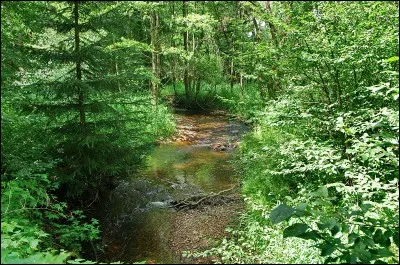 Quel est le nom de cette arbre ?