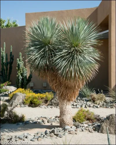 Quel est le nom de cet arbre ?