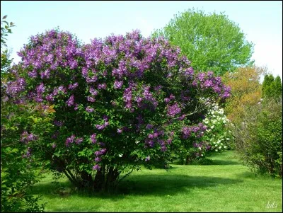 Quel est le nom de cet arbre ?