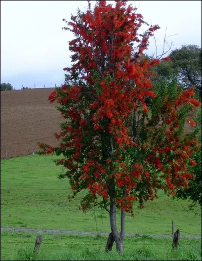 Quel est le nom de cet arbre ?