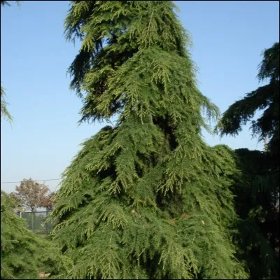 Quel est le nom de cet arbre ?