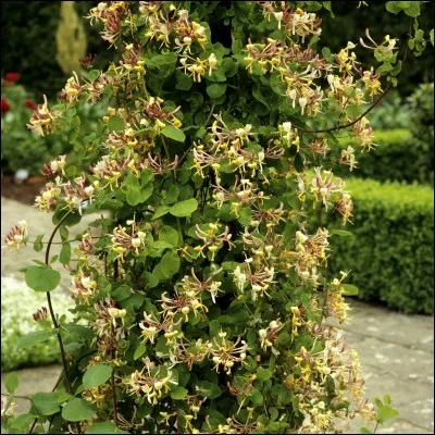 Quel est le nom de cet arbre ?