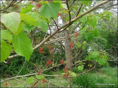 Quel est le nom de cet arbre ?