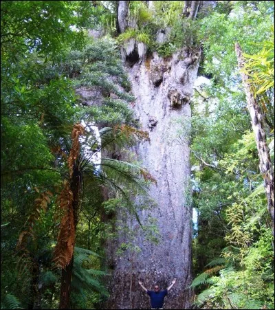 Quel est le nom de cet arbre ?