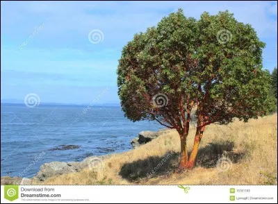 Quel est le nom de cet arbre ?