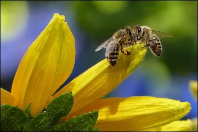 En Europe, quel est le taux de mortalit&eacute; des abeilles par an ?