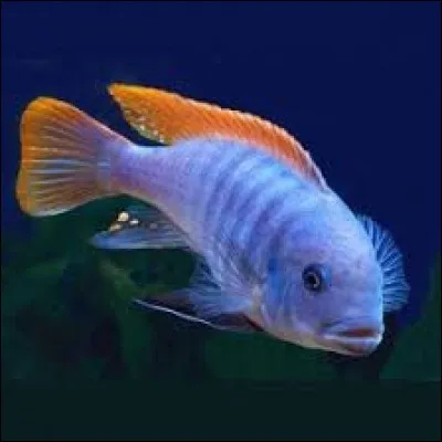 Un poisson est compos&eacute; de ...