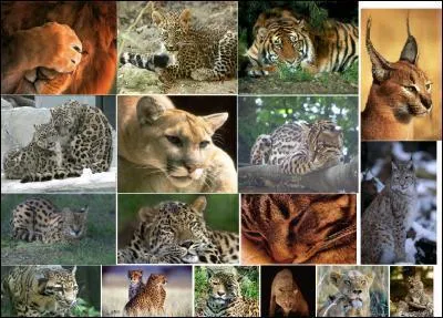 Combien y a-t-il d'espces de flins dans le monde ?