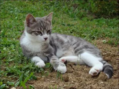 Qui est l'ennemi du chat ?