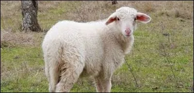 Complétez cette expression : "... les moutons".