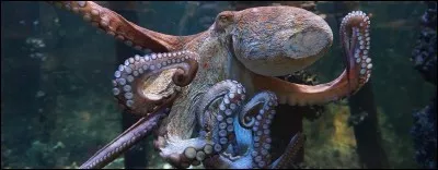 Que mange la pieuvre ?