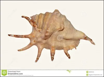 Est-ce que le "coquillage" est un animal ?