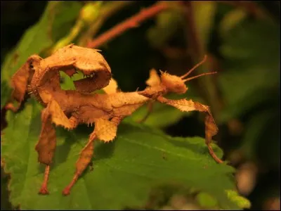 Cet insecte s'appelle...