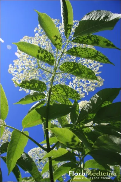 Si tu trouves un remède rare que fais-tu ?