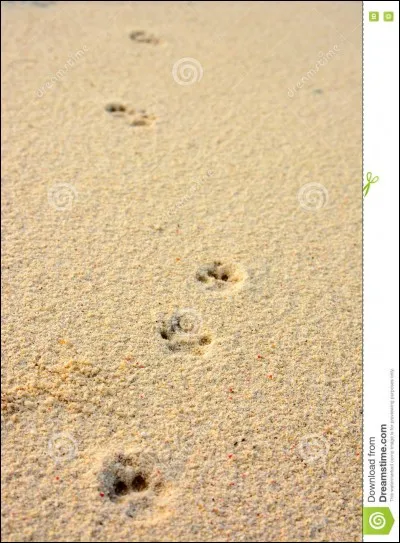 Tu décèles des empreintes, que fais-tu ?