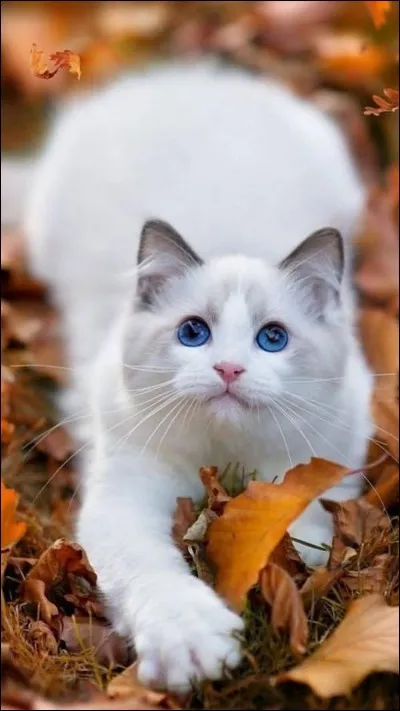 Tu apprends qu'un chat vole du gibier sur ton territoire, que fais-tu ?