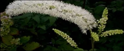 Quel nom donne-t-on à ce joli goupillon ?